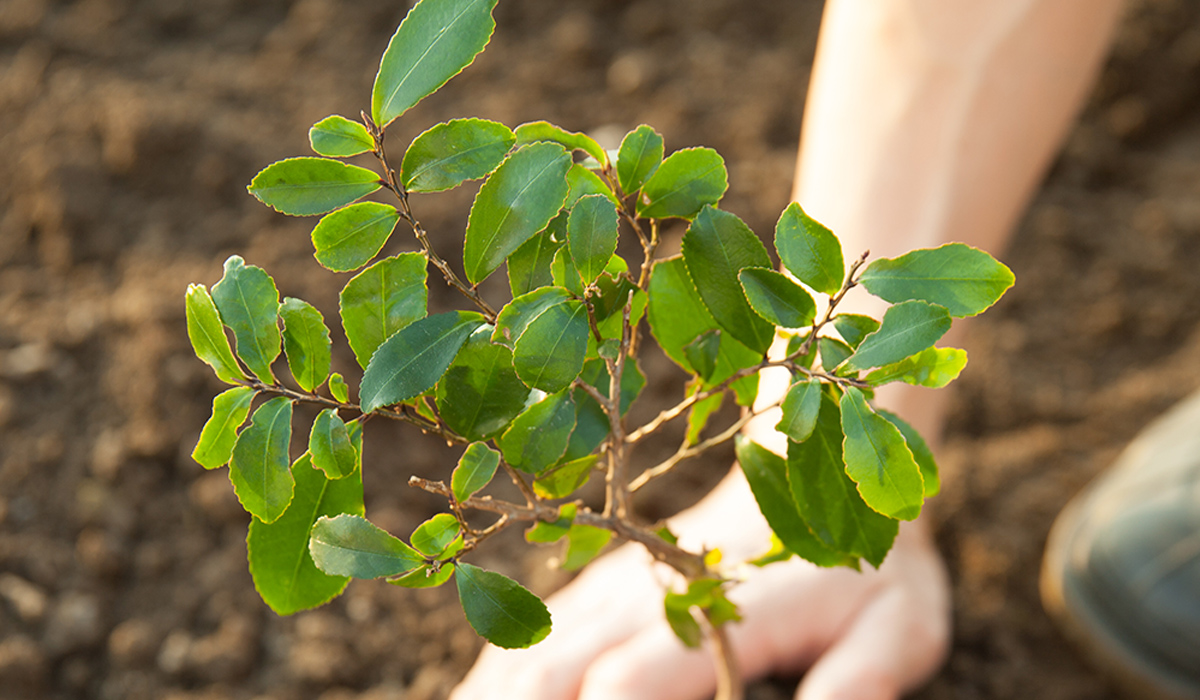 Plantation campaign